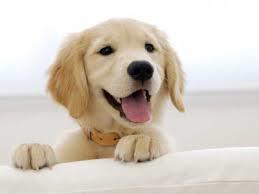 Perro