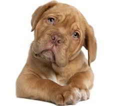 perro