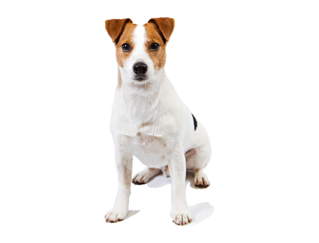 Perro