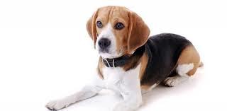 perro