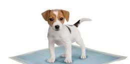 Perro