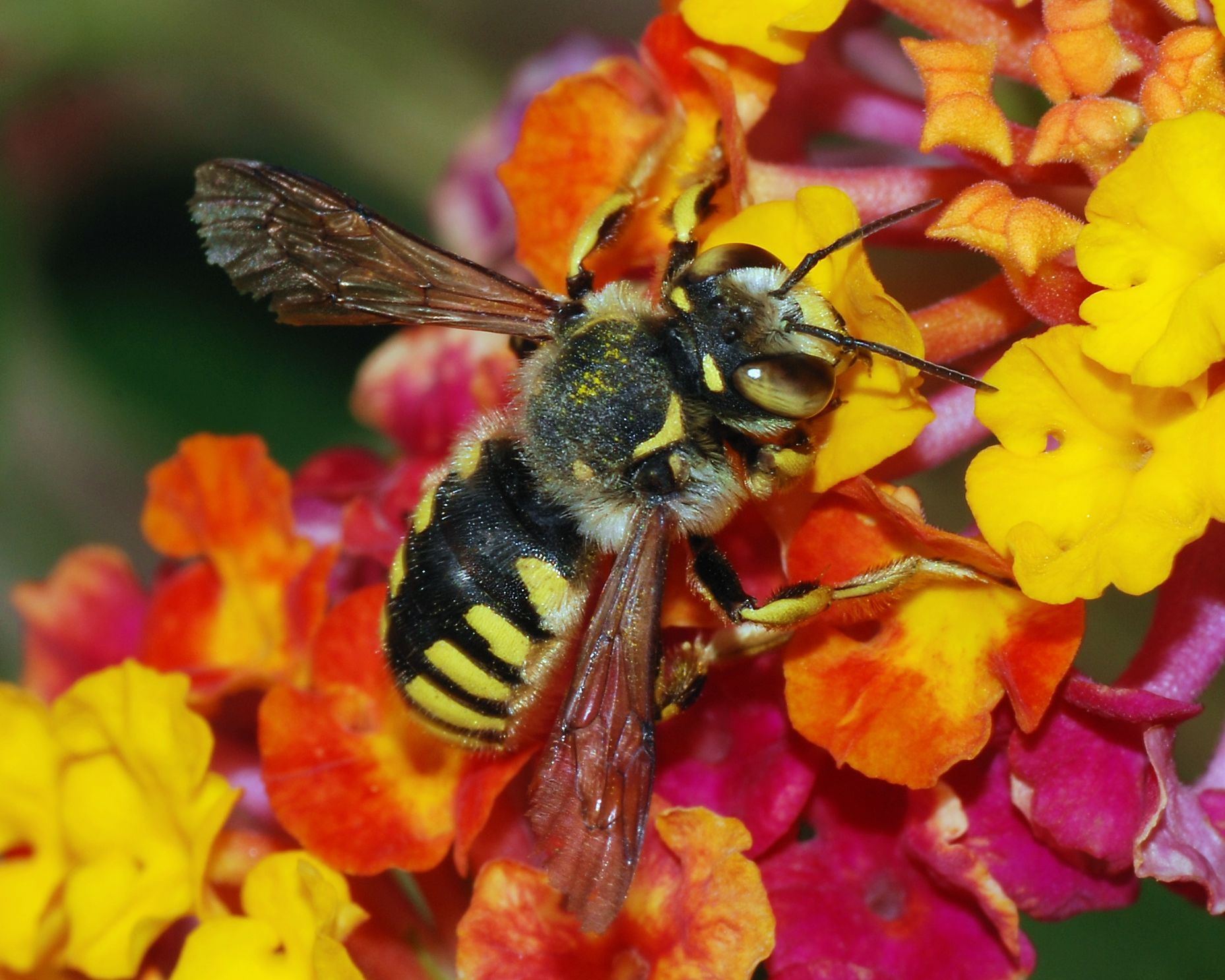 abeja