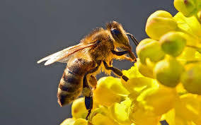 abeja
