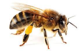 ABEJA