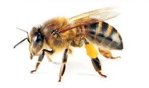 Abeja