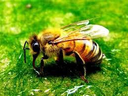 Abeja