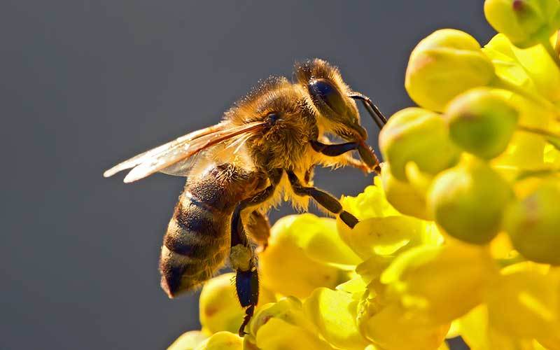 abeja