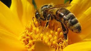 ABEJA