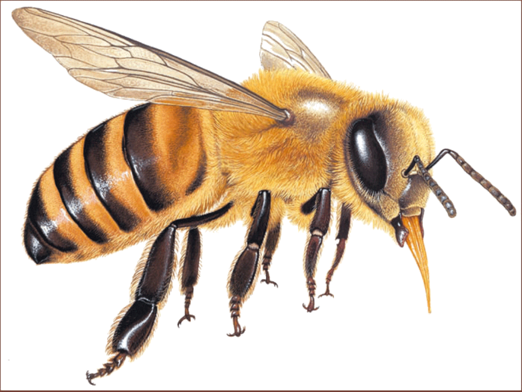 Abeja