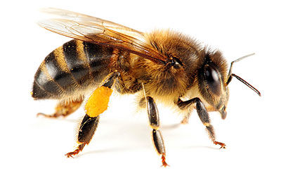 Abeja