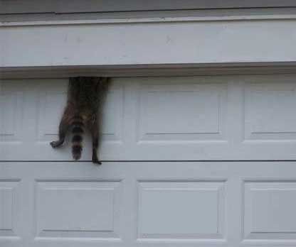 I think an animal is in the garage // Creo que un animal está en el garaje