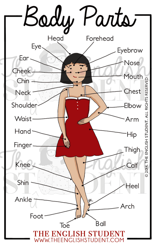 The parts of the body