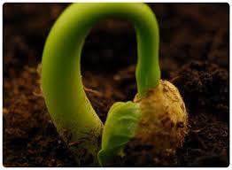 El crecimiento de las plantas