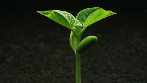 El crecimiento de las plantas
