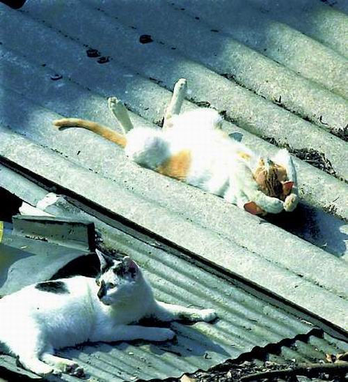 Do you see the cat which is lying on the roof? // ¿Ves el gato que está tumbado en el tejado?