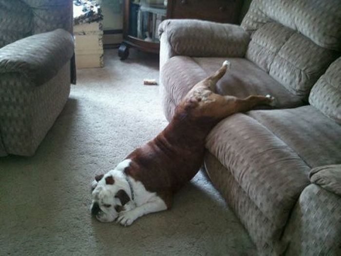 You look tired. I think you should take a few days off. // Te ves cansado. Creo que deberías tomar unos días libres.