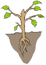 El crecimiento de las plantas