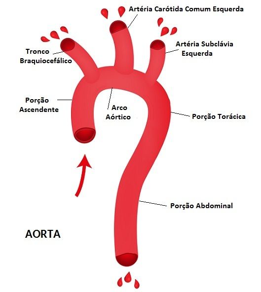 Sistema Circulatório