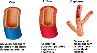 O que é veia?