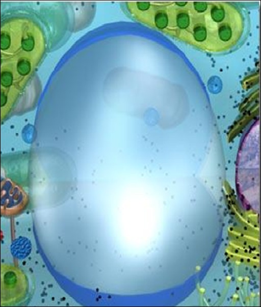 VACUOLA