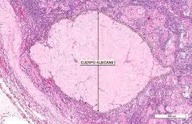 HISTOLOGÍA DEL APARATO REPRODUCTOR FEMENINO