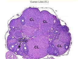 HISTOLOGÍA DEL APARATO REPRODUCTOR FEMENINO