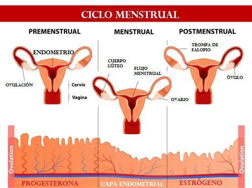 HISTOLOGÍA DEL APARATO REPRODUCTOR FEMENINO