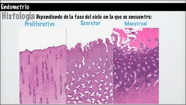 HISTOLOGÍA DEL APARATO REPRODUCTOR FEMENINO
