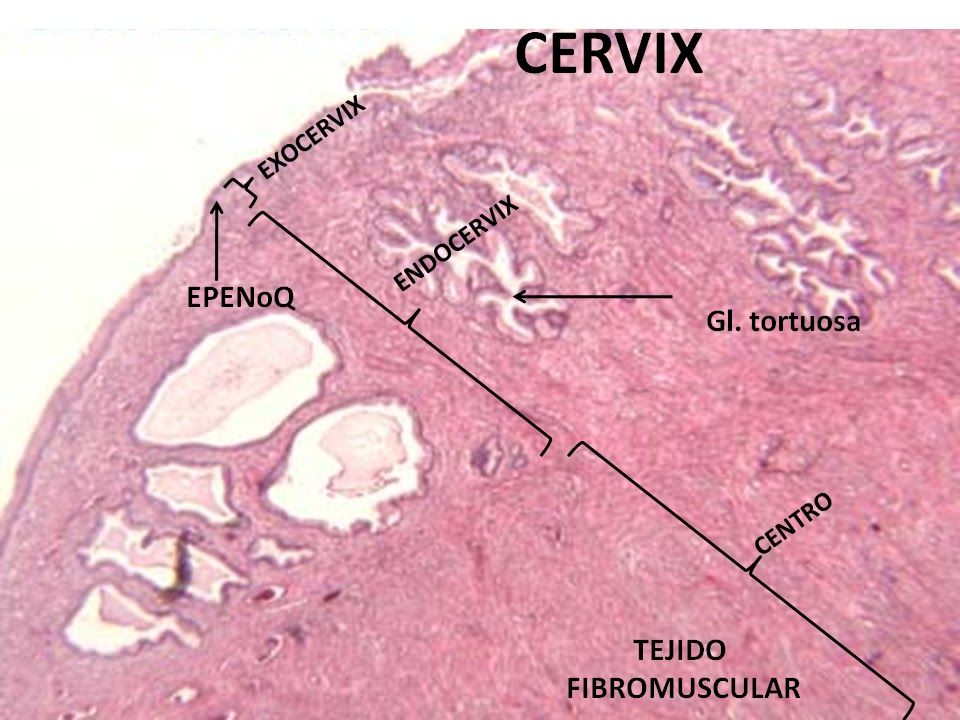 HISTOLOGÍA DEL APARATO REPRODUCTOR FEMENINO