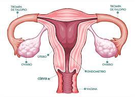 HISTOLOGÍA DEL APARATO REPRODUCTOR FEMENINO