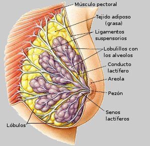 HISTOLOGÍA DEL APARATO REPRODUCTOR FEMENINO