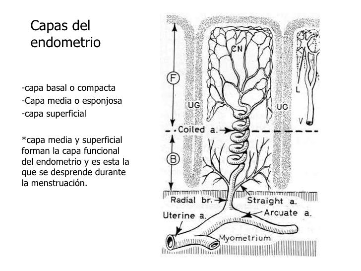 HISTOLOGÍA DEL APARATO REPRODUCTOR FEMENINO