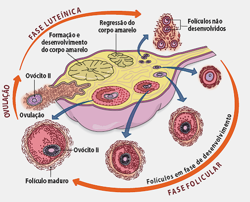 HISTOLOGÍA DEL APARATO REPRODUCTOR FEMENINO