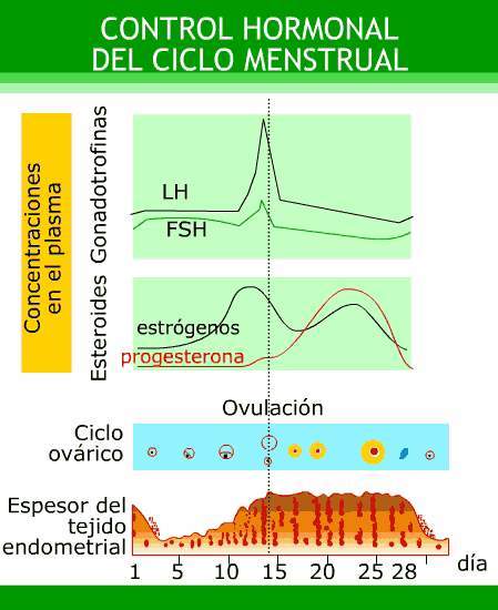 HISTOLOGÍA DEL APARATO REPRODUCTOR FEMENINO