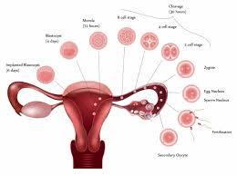 HISTOLOGÍA DEL APARATO REPRODUCTOR FEMENINO