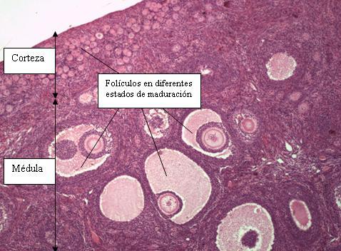 HISTOLOGÍA DEL APARATO REPRODUCTOR FEMENINO