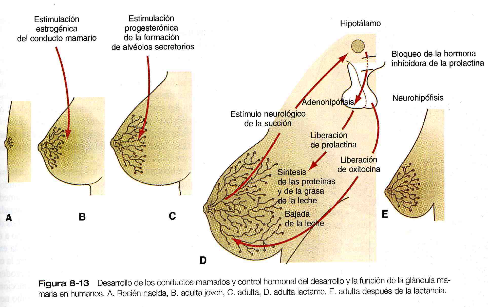 HISTOLOGÍA DEL APARATO REPRODUCTOR FEMENINO