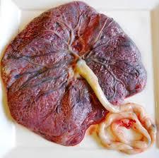 HISTOLOGÍA DEL APARATO REPRODUCTOR FEMENINO