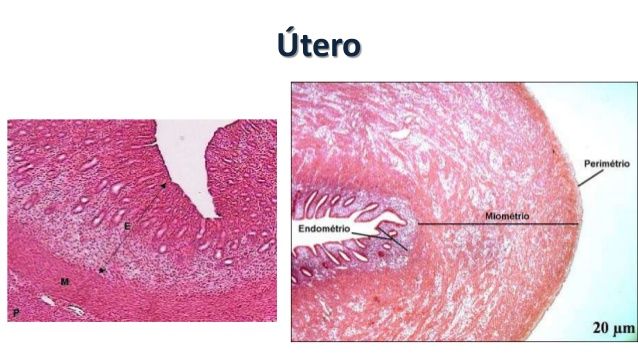 HISTOLOGÍA DEL APARATO REPRODUCTOR FEMENINO