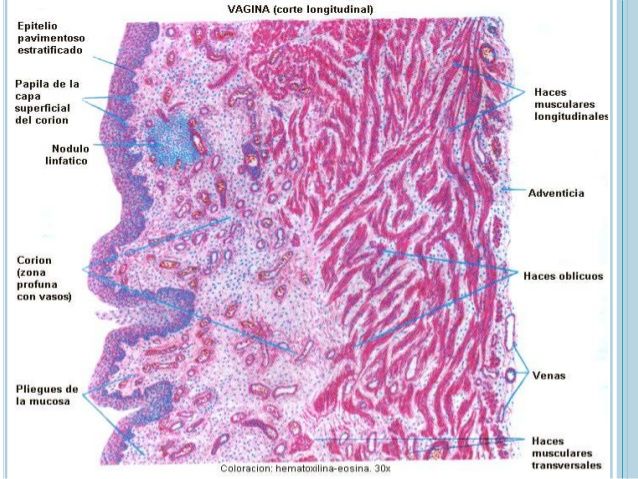 HISTOLOGÍA DEL APARATO REPRODUCTOR FEMENINO