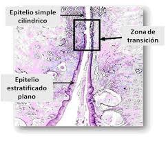 HISTOLOGÍA DEL APARATO REPRODUCTOR FEMENINO