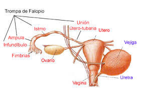 HISTOLOGÍA DEL APARATO REPRODUCTOR FEMENINO