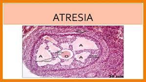 HISTOLOGÍA DEL APARATO REPRODUCTOR FEMENINO
