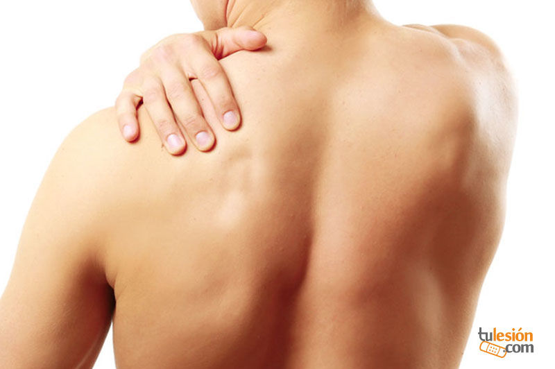 umerus