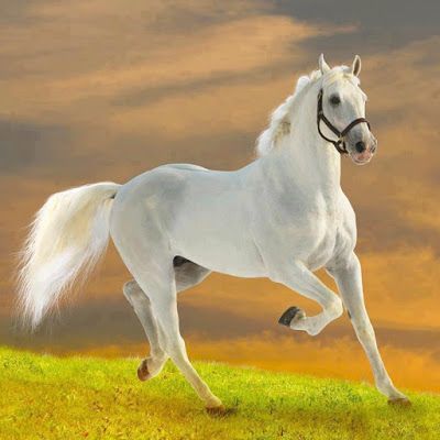 equus