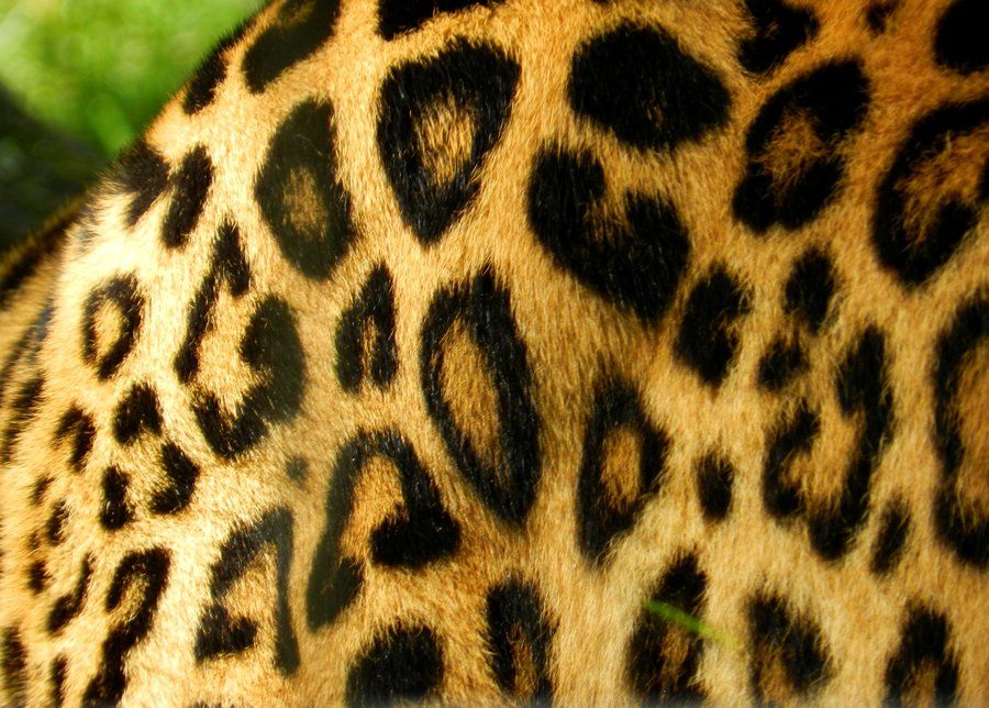 spots