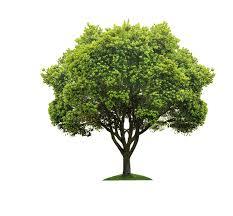 trees