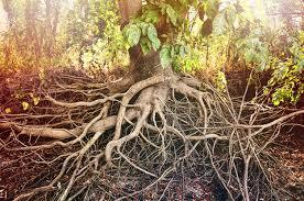 roots