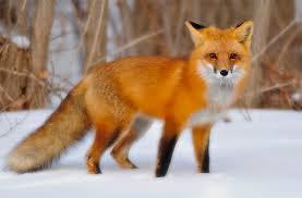 fox