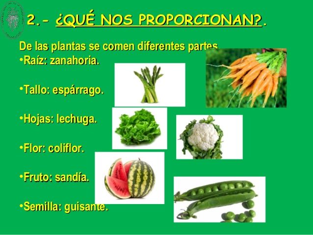 LO QUE NOS BRINDAN LAS PLANTAS
